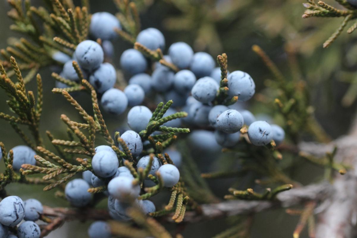 Cedar Berries
